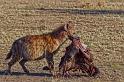 074 Tanzania, N-Serengeti, hyena